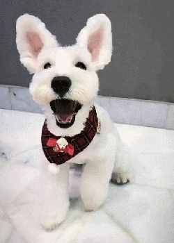 雪纳瑞的6种“性格类型”，你家是属于哪种？