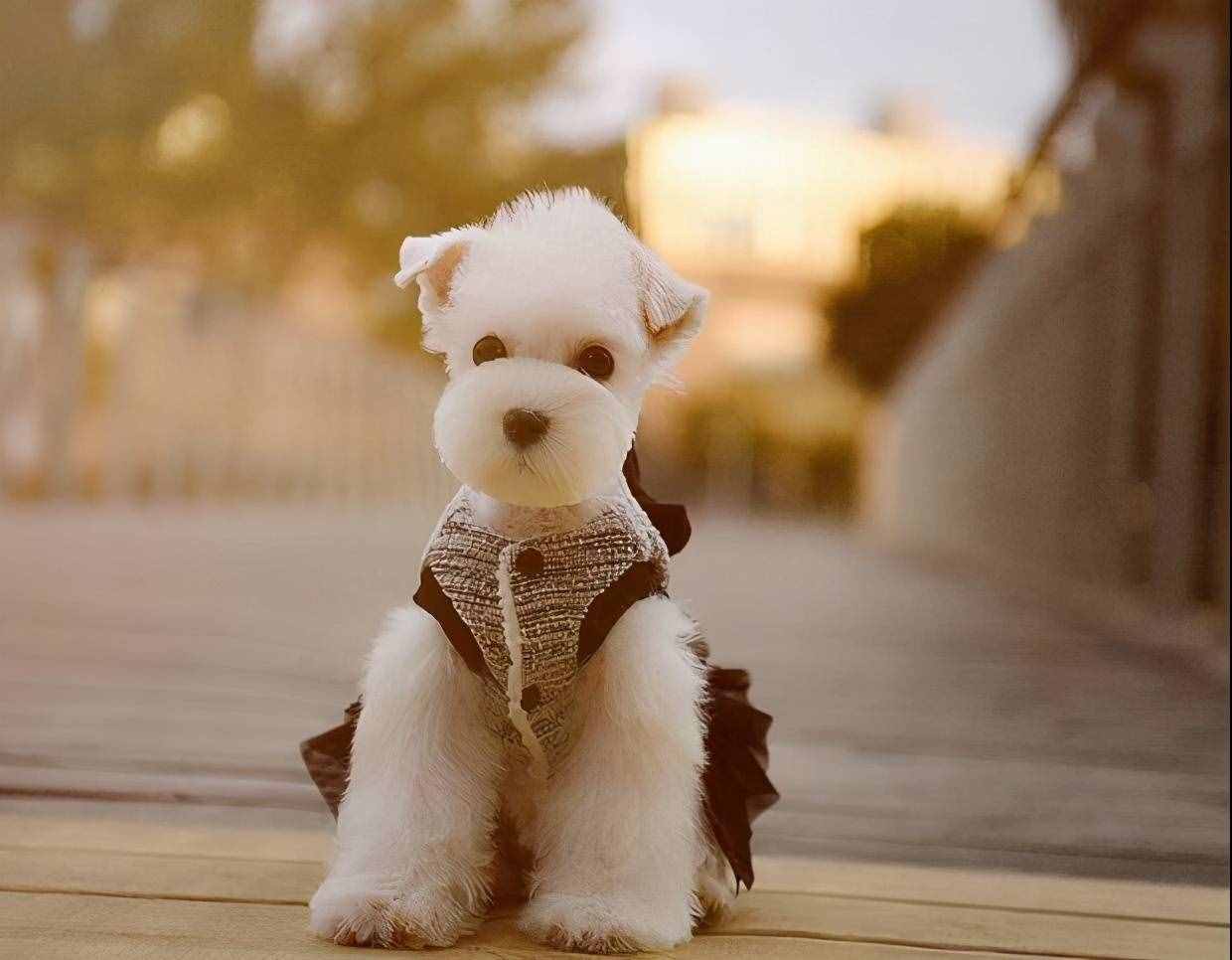 雪纳瑞的6种“性格类型”，你家是属于哪种？