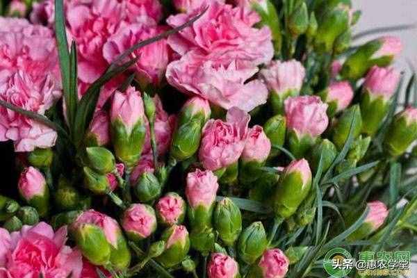 教师节即将到来，送老师什么花好？这七种再适合不过