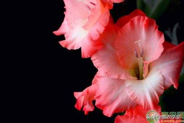 教师节即将到来，送老师什么花好？这七种再适合不过