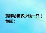 黄豚幼苗多少钱一只（黄豚）