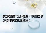 罗汉松是什么科植物（罗汉松 罗汉松科罗汉松属植物）