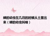 蝉的幼虫在几月的时候从土里出来（蝉的幼虫叫啥）