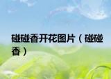 碰碰香开花图片（碰碰香）