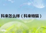 科来怎么样（科来特猫）
