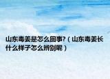 山东毒姜是怎么回事?（山东毒姜长什么样子怎么辨别呢）