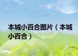 本城小百合图片（本城小百合）