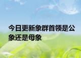 今日更新象群首领是公象还是母象