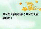 杏子怎么看熟没熟（杏子怎么看算成熟）