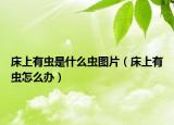 床上有虫是什么虫图片（床上有虫怎么办）