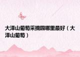 大泽山葡萄采摘园哪里最好（大泽山葡萄）