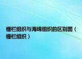 栅栏组织与海绵组织的区别图（栅栏组织）