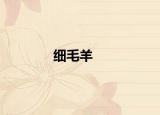 细毛羊
