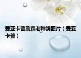 爱亚卡普詹森老种鸽图片（爱亚卡普）