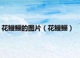 花鳗鲡的图片（花鳗鲡）