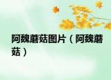 阿魏蘑菇图片（阿魏蘑菇）