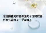 河里捞的河蚌能养活吗（河蚌吃什么怎么养捡了一个河蚌）