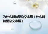 为什么叫籼型杂交水稻（什么叫籼型杂交水稻）