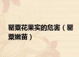罂粟花果实的危害（罂粟嫩苗）