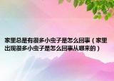 家里总是有很多小虫子是怎么回事（家里出现很多小虫子是怎么回事从哪来的）