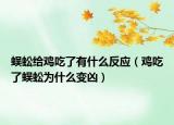 蜈蚣给鸡吃了有什么反应（鸡吃了蜈蚣为什么变凶）