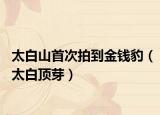 太白山首次拍到金钱豹（太白顶芽）