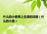 什么的小鹿填上合适的词语（什么的小鹿）