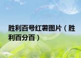 胜利百号红薯图片（胜利百分百）