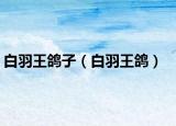 白羽王鸽子（白羽王鸽）
