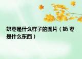 奶枣是什么样子的图片（奶 枣 是什么东西）