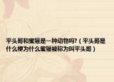 平头哥和蜜獾是一种动物吗?（平头哥是什么梗为什么蜜獾被称为叫平头哥）