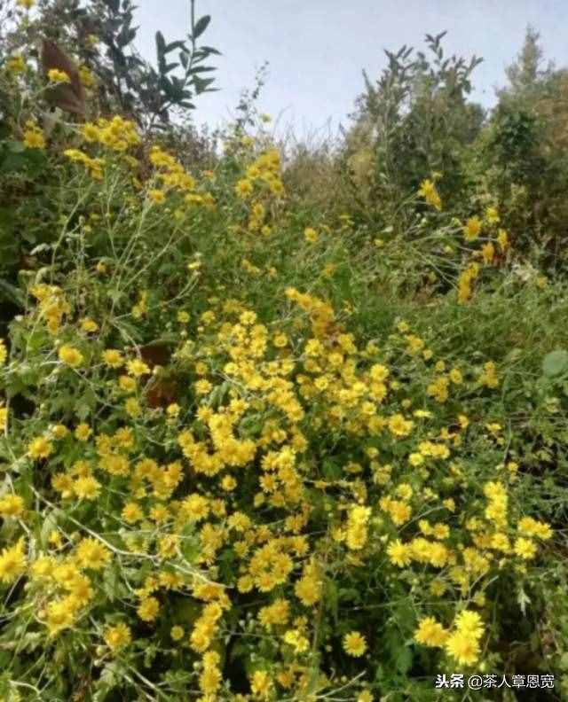 网购菊花茶安全么？要想放心还得自己釆制！教您如何自制野菊花茶