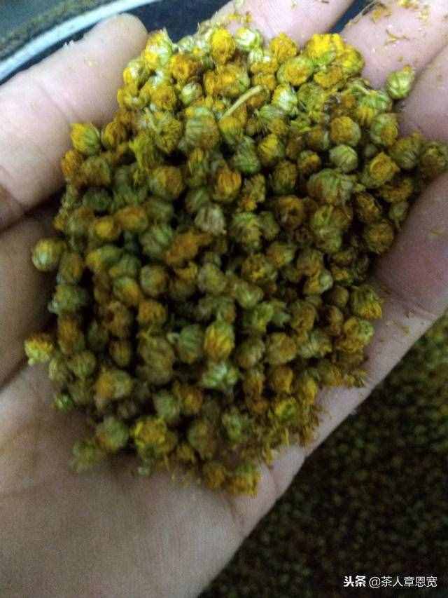网购菊花茶安全么？要想放心还得自己釆制！教您如何自制野菊花茶