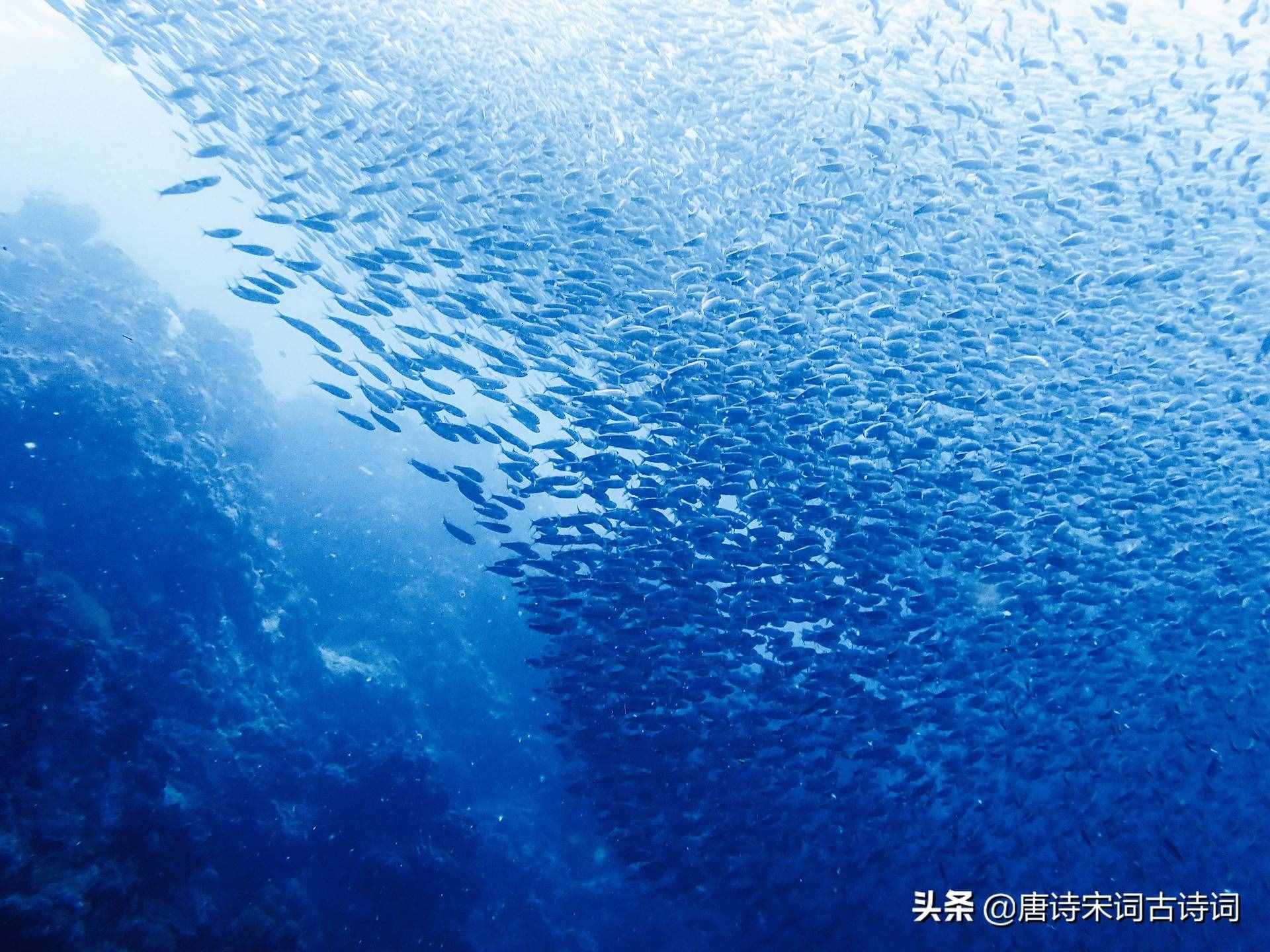 描写动物的诗句你知道多少呢，下面30句你都知道么