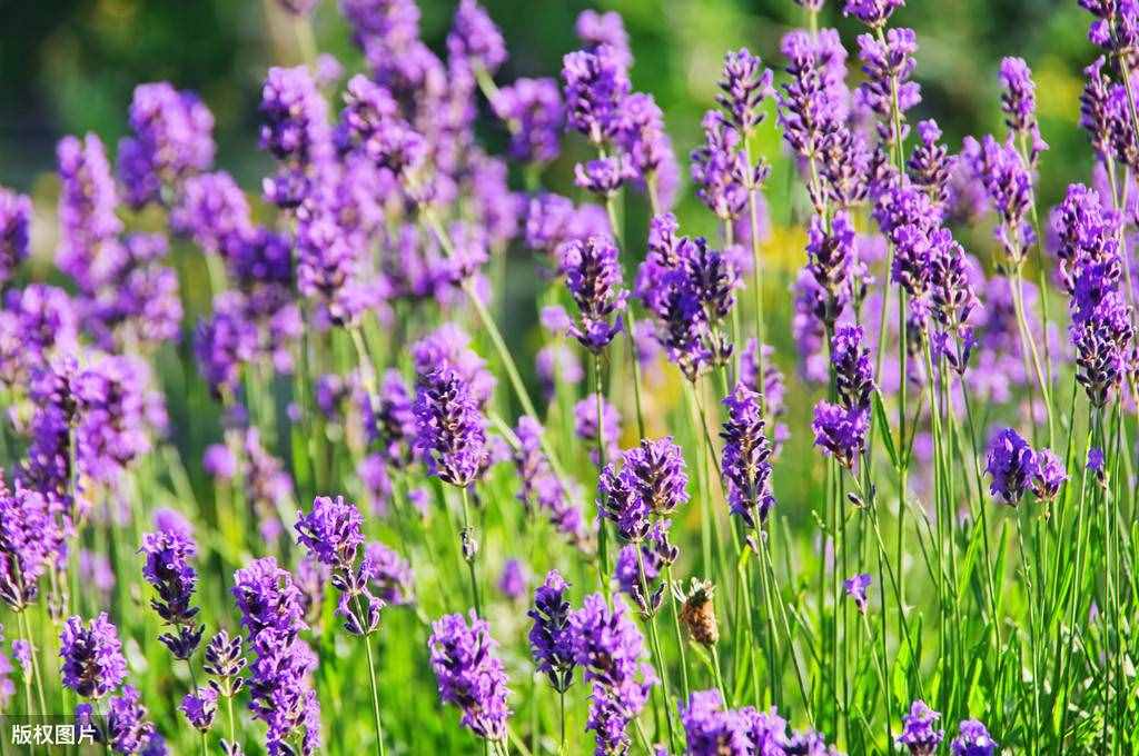 3种“驱蚊草”，养一盆放窗台，夏季不怕蚊子咬