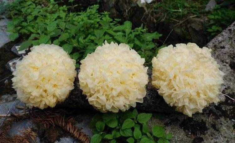 银耳的营养价值与药用价值