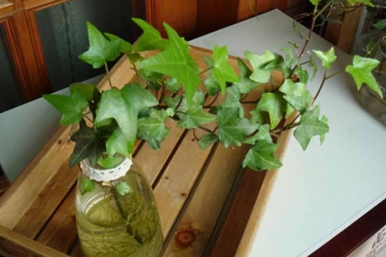 适合水培的5种绿植，好看又好养，干净有格调，不要错过了