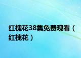 红槐花38集免费观看（红槐花）