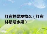 红布林是发物么（红布林是啥水果）