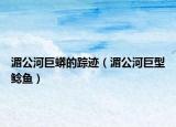 湄公河巨蟒的踪迹（湄公河巨型鲶鱼）