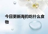 今日更新海豹吃什么食物
