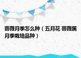 蔷薇月季怎么种（五月花 蔷薇属月季栽培品种）