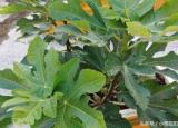 无花果怎么种（一年就枝繁叶茂来年结果满枝）