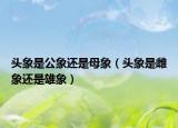 头象是公象还是母象（头象是雌象还是雄象）