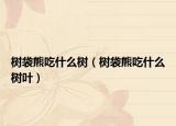 树袋熊吃什么树（树袋熊吃什么树叶）