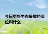 今日更新牛肉最嫩的部位叫什么