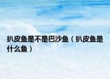 扒皮鱼是不是巴沙鱼（扒皮鱼是什么鱼）