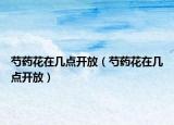 芍药花在几点开放（芍药花在几点开放）