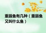 重唇鱼有几种（重唇鱼又叫什么鱼）
