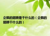 企鹅的翅膀是干什么的（企鹅的翅膀干什么的）